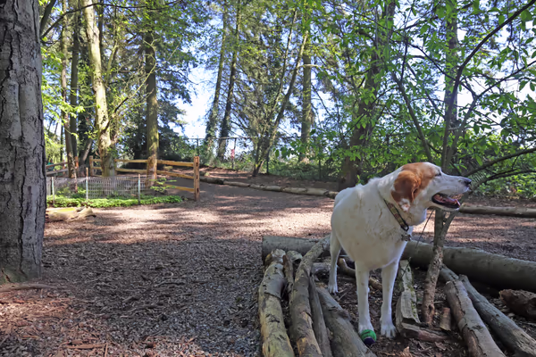Mt. Tabor Park Off-Leash Dog Area photo 1